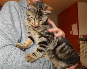 Chatons Bengal à donner