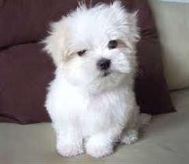 Adorables maltases  pour adoption