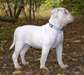 American bulldog pup for adoption - photo 1