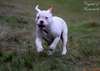 American bulldog pup for adoption - photo 2