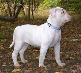 American bulldog pup for adoption