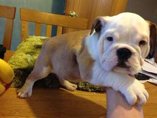 Remarquable Bulldog anglais chiots disponibles po