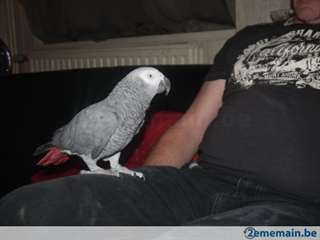 (pour Noël) Cède BéBé perroquet gris du gabon feme