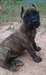 Top Quality Presa Canario - photo 1