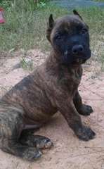 Top Quality Presa Canario
