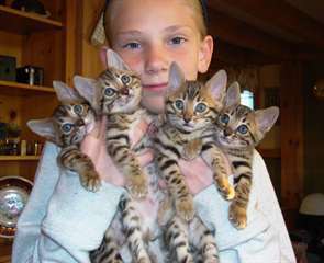Adorable chatons Bengal a vendre