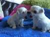 Chiots maltais douces maintenant disponibles - photo 1
