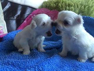 Chiots maltais douces maintenant disponibles
