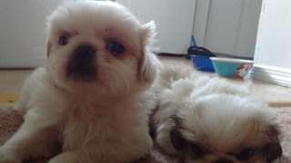 Christmas Pekingese Pups Ready Dec