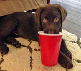 Adorable femelle Labrador chocolat