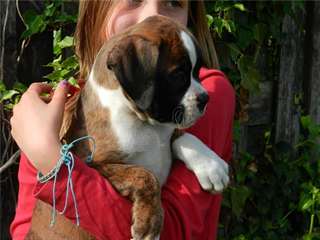 Magnifiques chiots boxer male et femelle