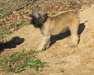 male and female Affenpinscher ready this x)mass - photo 1