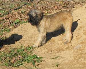 male and female Affenpinscher ready this x)mass