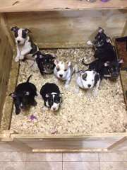 Nice show quality American Bullys available