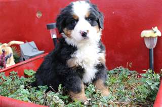 AKC Bernese Mountain Dog. I love laying listening