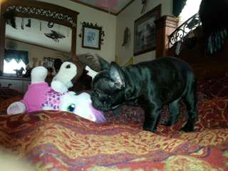 Blue french bulldog puppies