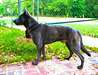 Premium Dutch Shepherd pups from Superior working - photo 1