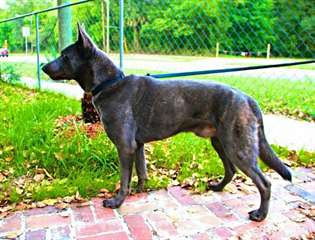 Premium Dutch Shepherd pups from Superior working