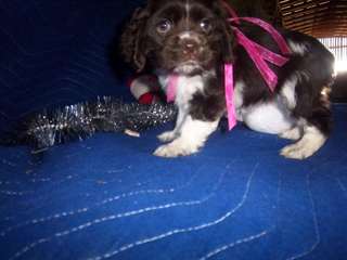 Cocker Spaniel Puppies For Sale!!!