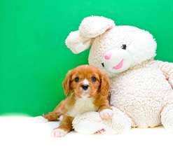 Cavalier King Charles Spaniel Puppies for sale!!