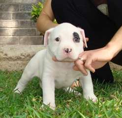 American bully