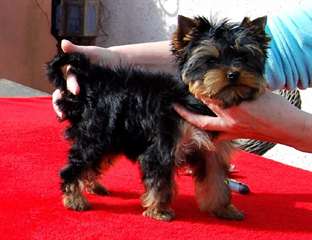 Adorable femelle yorkshire terrier