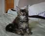 Magnifiques chatons maine coon - photo 2