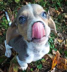 Adorable chiot Beagle