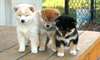 Merveilleux chiots akita inu - photo 2