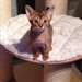 Adorables chatons abyssin - photo 1