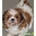 Superbes chiots shih tzu - photo 2