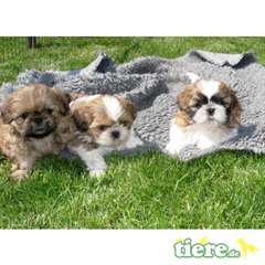 Superbes chiots shih tzu