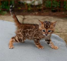 Chaton m&#226;le bengal