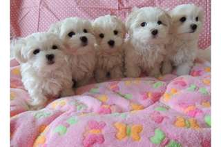 Bichon Maltais chien de pure race