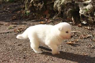 chiot  type Berger Blanc Suisse Pour Noël  a donne