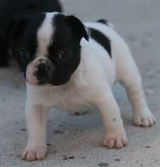 Donne chiot type bouledogue français femelle