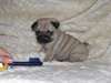 Les chiots de roquet mignon et adorable - photo 1