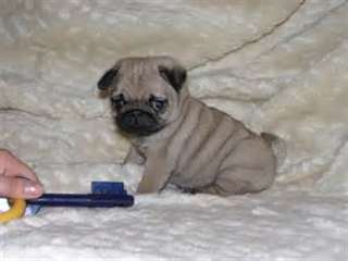Les chiots de roquet mignon et adorable