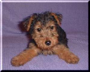 Welsh Terrier 2