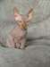 Magnifiques Chatons Sphynx disponibles - photo 2