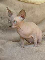 Magnifiques Chatons Sphynx disponibles