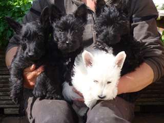 Scottie Terrier chiots &#224; la vente.  No&#235;l et nouvel