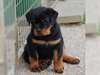 Magnifiques chiots rottweiler disponible dès main - photo 1