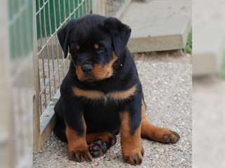 Magnifiques chiots rottweiler disponible dès main