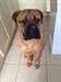 chiot bullmastiff - photo 1