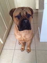 chiot bullmastiff