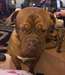 DOGUE DE BORDEAUX - photo 1