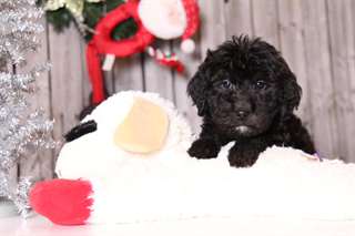 Goldendoodle