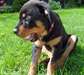 Exceptionnelle femelle Rottweiler disponible - photo 2