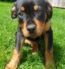 Exceptionnelle femelle Rottweiler disponible